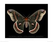 Cercopia Moth poster