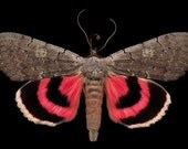 Pink Underwing moth - Catocala concumbens