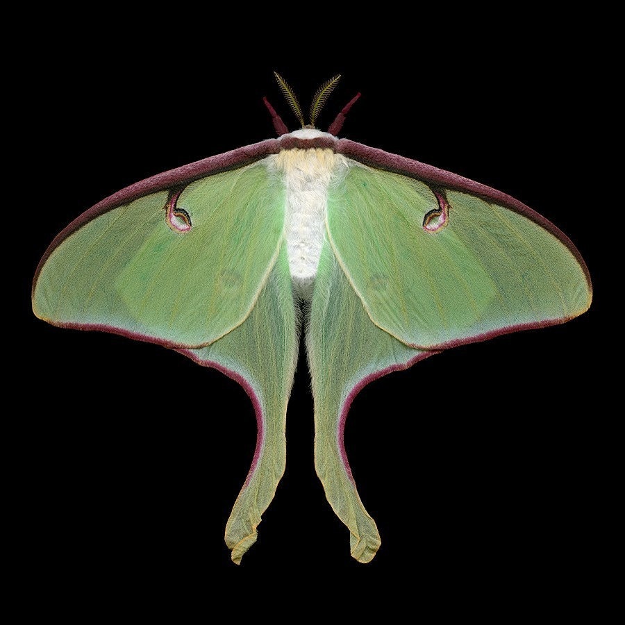 Luna Moth - Actias luna (female)