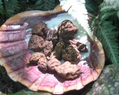 Small High John, John the Conqueror, Jalap Root-Hoodoo-Voodoo-Wicca-Famous Root- Luck, Success, Power, Attraction, Prosperity
