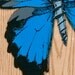 Butterfly Art Print