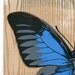 Butterfly Art Print