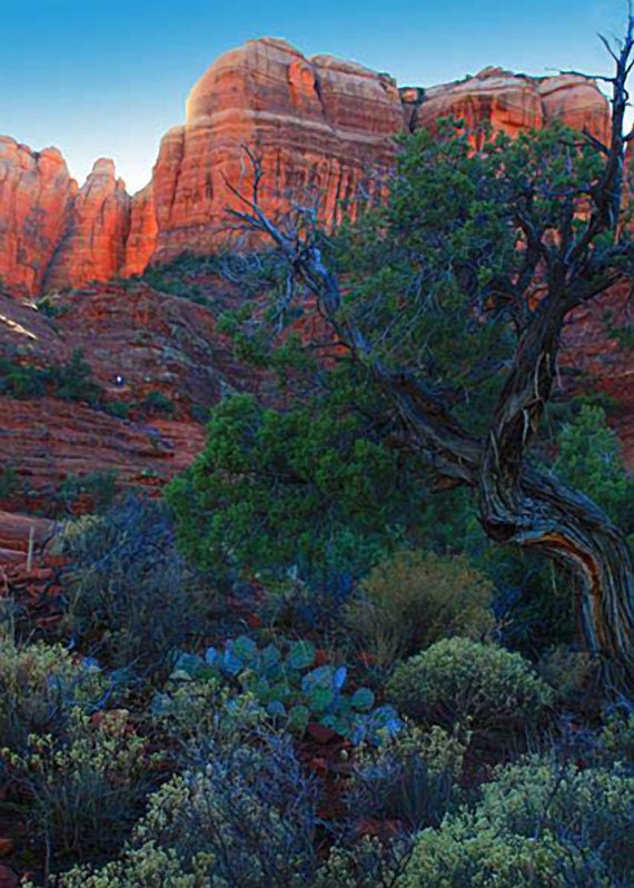 5 x 7 Photography Print: Cathedral Rock, Sedona, AZ