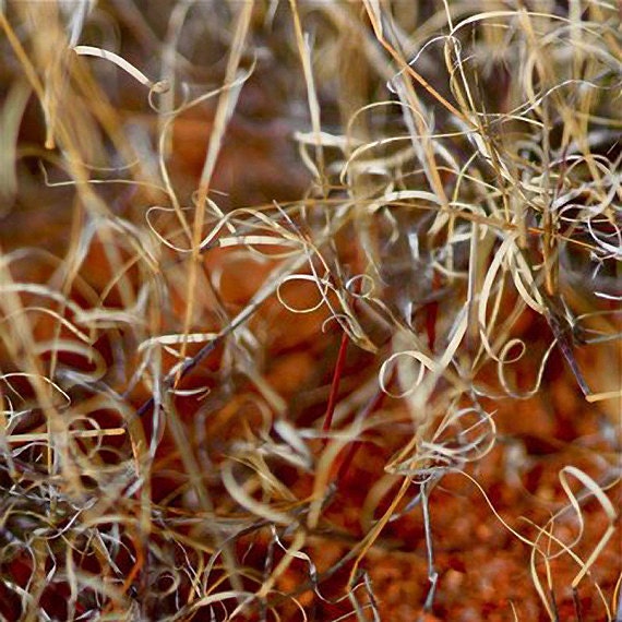 6 x 6 Photography Print: Abstract Curly Grass