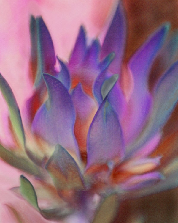 Mixed Media Print, Flaming Protea in Pink and Purple, Pastel style, 8 x 10 Digital