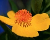 Yellow and Orange Flower Photo,  8 x 10 Print