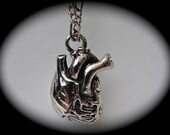 Anatomical Heart Necklace in solid white bronze on a matching chain, Made in NYC
