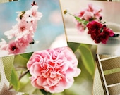 pink flowers (postcard set) - in the pink