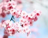 pink blossom - 5x7 fine art print