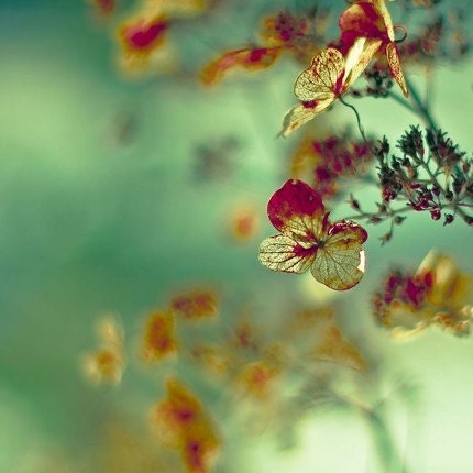 Emerald green and gold hydrangea  fine art photography - earthy -  decor for women 5x5 photo