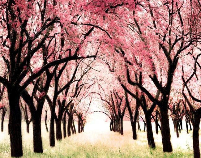 Baby girl nursery decor, 11x14 photography, pastel pink Alice in Wonderland themed nursery print, Cherry Blossoms