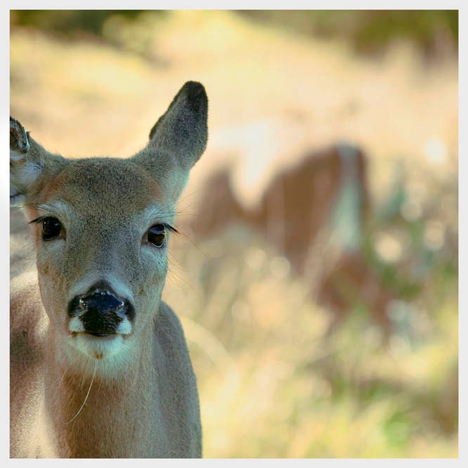 Deer, Nursery decor, woodland, Summer, baby bambi, forest animal photography, deer decor, cute, beige, brown, green 5x5