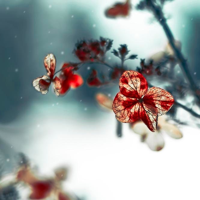 Blue Christmas, holiday decor, red leaf, teal, white, winter photography, titanium gray, flower, wall art, - Raceytay