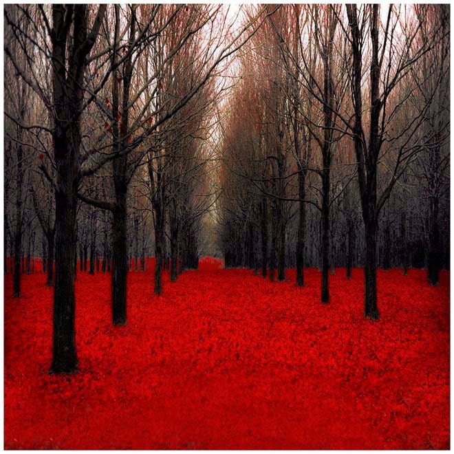 Red Halloween Nature Photography, Fall, Black Forest Wall Decor- Spooky- Fiery Autumn - Raceytay