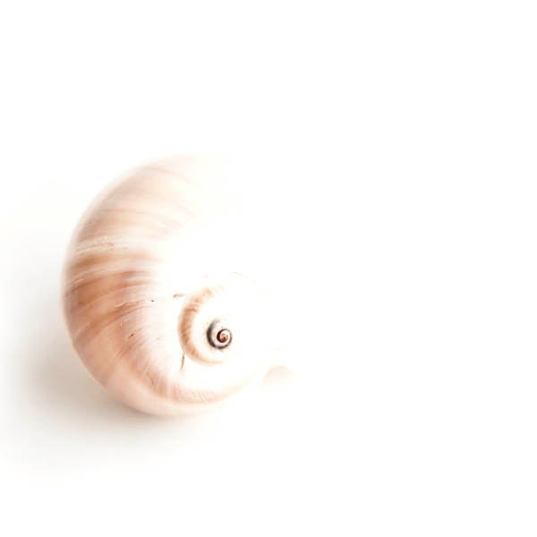 Shell Photography, minimalist, wall decor, bathroom decorating idea, peach, pink, beige, tropical beach,