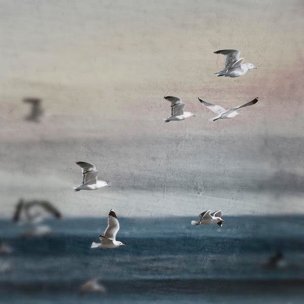 Ocean Photograph, navy blue, nature photography, wall decor, gray, indigo ombre, birds in flight, beach house - Raceytay