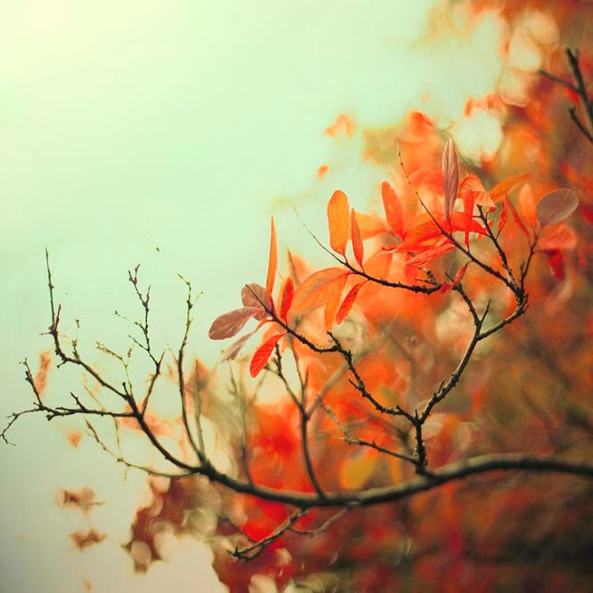 Autumn Leaves Photography, orange home decor, mint green, brown, cozy home