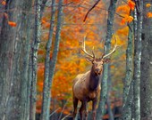 Nature Photography, deer decor, lodge / cabin decoration in orange and brown, Decor Gift idea for Fathers Day