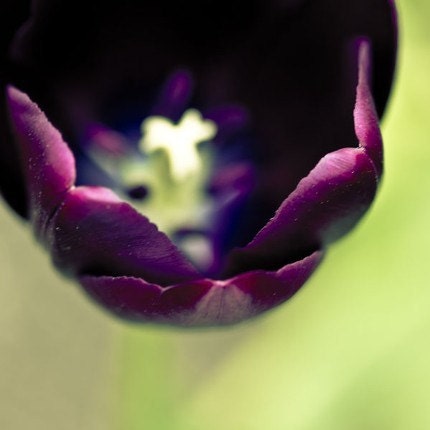 Queen of the night 2, fine art flower photography print (8x8) BOGO SALE