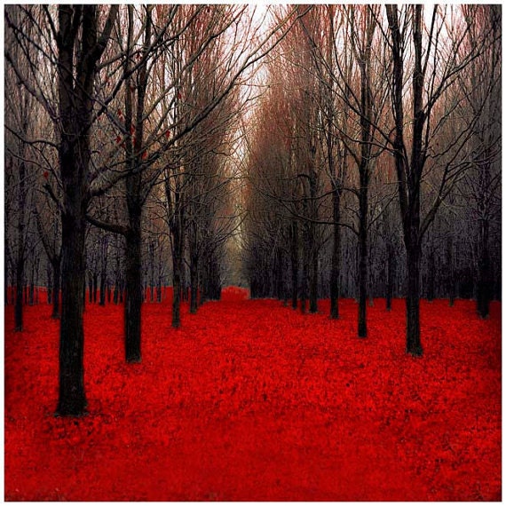 Red and black Nature Photography - Wall Decor - Trees and forest - Lodge Cabin - Canada Maple trees, 12x12