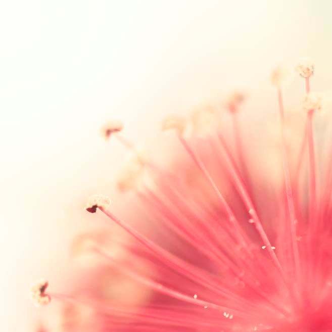 Summer Photography, Abstract, Pink and Yellow, garden, Nursery decor, atomic, modern, hibiscus flower