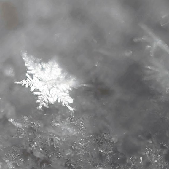 Real Snowflake Photo - Nature photography in gray and white - minimal wall decor - winter art8x8