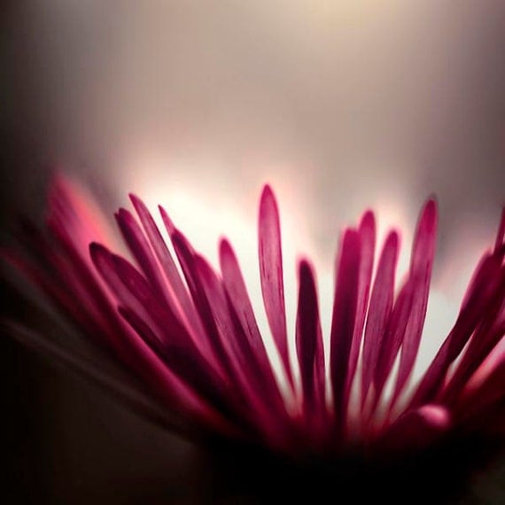 Flower photography, garden, magenta, floral wall decor, dark pink, black, ombre, 8x8, dramatic summer print