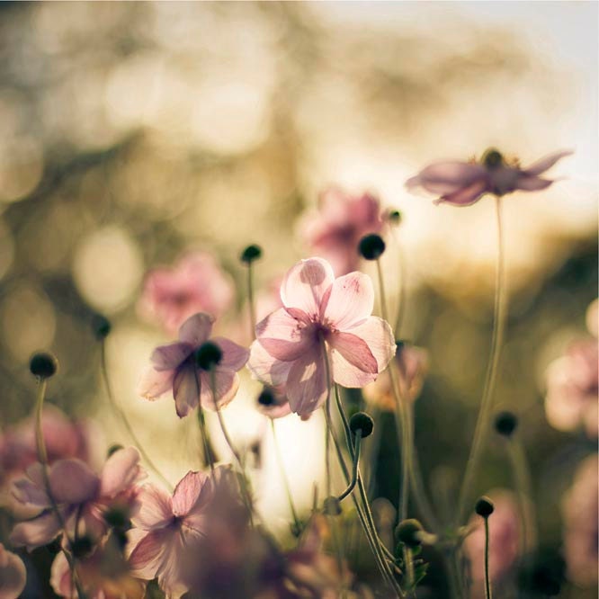 Summer Flower photography - Floral Home decor - pink anemones - olive green botanical garden