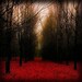 Fiery Autumn --20x20 Metallic original fine art photograph - IN STOCK