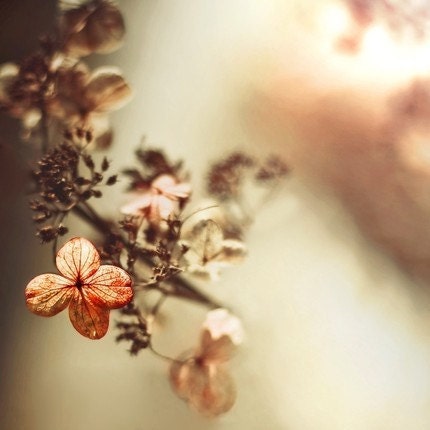Hydrangea, Nebulous - creamy peachy and delicate flower against a pale pastel background of bokeh - a whimsical photograoph under ten dollars - a fine art flower print (4x4)