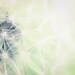 Mint dandelion photography, pastel and white fine art flower photography, Summer gift idea for Gardeners, 11x14