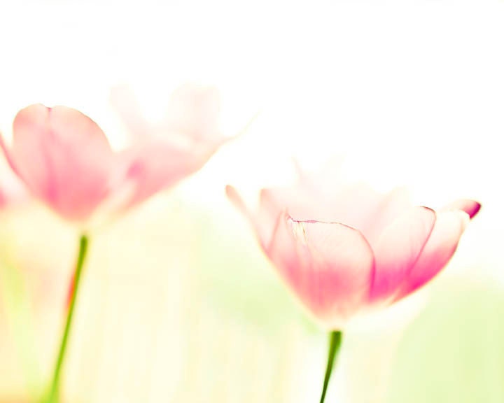 Floral pastel home decor, tulip photography, shabby chic pink flowers, summer garden, for women and girls