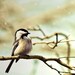 Bird wall decor, chickadee in a tree, nature photography, marbled pastel, blue, beige, tan, brown, neutral, natural history, woodland