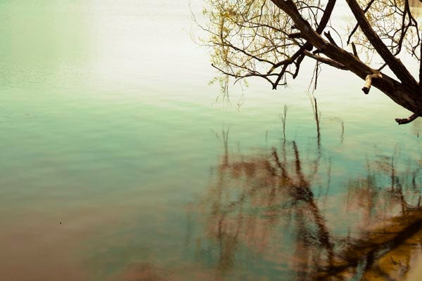 Summer Nature photography in Emerald Green - ombre still water - wall decor - tree - lake house - 8x12
