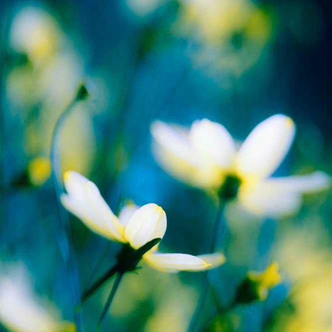 Summer Flower Photography - garden wall decor - indigo green - women - teal - yellow 5x5 wall hanging