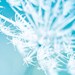 Powder blue, White flower photograph - minimalist - wall decor idea - 8x10 - blue garden