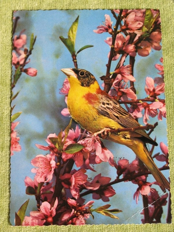 Vintage Postcard with Bird