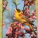 Vintage Postcard with Bird