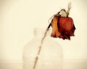Red Rose Photograph russet burgundy dead wilted dried country vase white 8x10 home decor