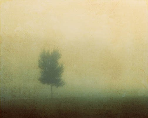Foggy Landscape Photograph green tree morning dreamy ethereal 8x10 - FirstLightPhoto