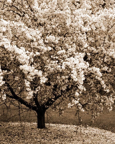 Spring Blossoms Photo - flowering tree pastel blooming tree white sepia warm 8x10 - FirstLightPhoto