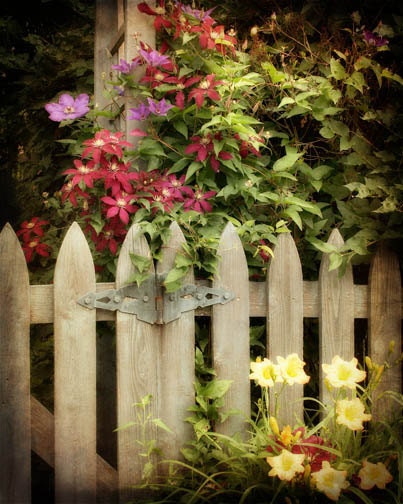 Garden Photograph - Wooden Gate, Flowers, Clematis, Country, Trellis - Garden Gate - FirstLightPhoto