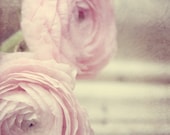 Pale Pink Flower Photograph - soft beautiful dreamy texture ranunculas garden