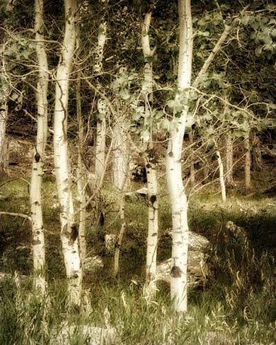 Aspen Landspape Photograph - rustic, woodland, green, summer
