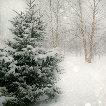 Winter Pine Tree Photograph - 5x5, snow, stark, cold, christmas, woodland, forest - FirstLightPhoto