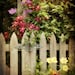 Garden Photograph - Wooden Gate, Flowers, Clematis, Country, Trellis - Garden Gate