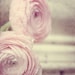 Pale Pink Flower Photograph - soft beautiful dreamy texture ranunculas garden