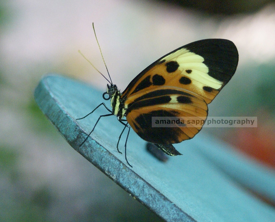 butterfly color photograph