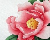 rose peony watercolor flower painting 12" x 12" archival print by Carol Sapp