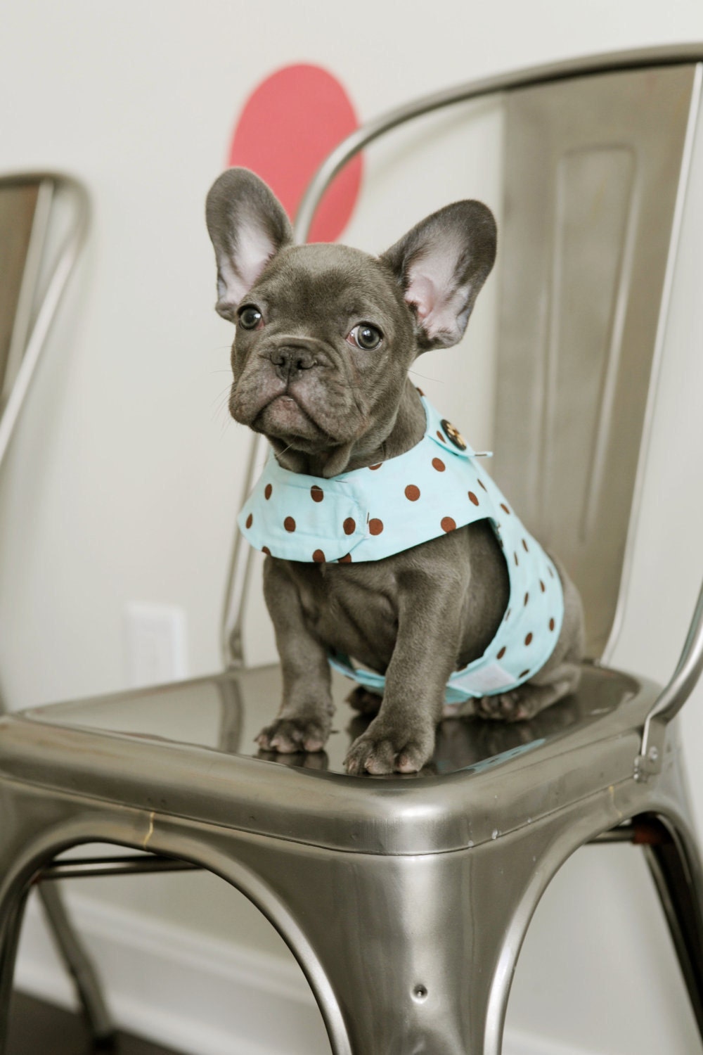 Blue Polka Dot  Dog Cat  Harness Vest with Collar for Boy or Girl - graciespawprints